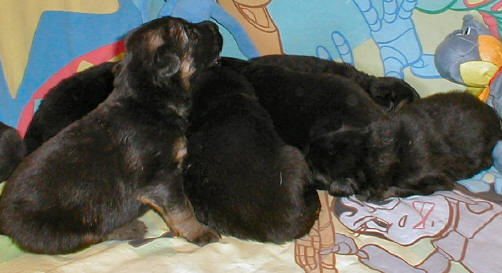 Breeze Newborns