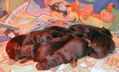 Breeze Newborns