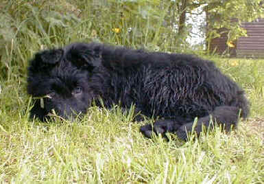 Crufts Obedience 07