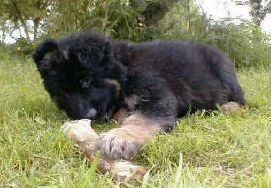 Crufts Obedience 07