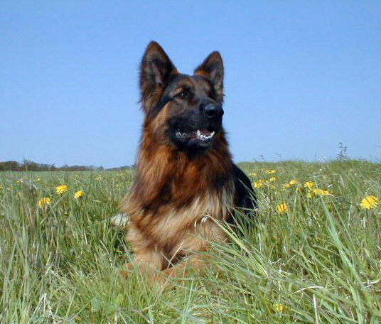 German Shepherd Dogs Dog Breeders German Shepherd Dog Breeders