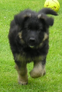 Baby Bandit again.