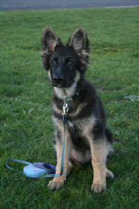 Summer and Lugar's son....Ryker. Owned and loved by Pat.