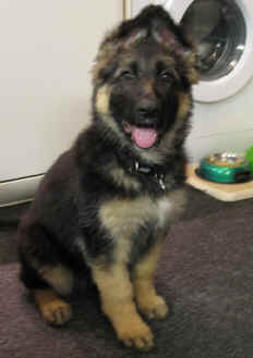 Raif and Lugar's daughter and Jean's baby girl. Thank you Jean. (Raif is Nite's and Shadow's daughter)
