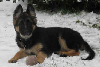 Raif and Lugar's daughter and Jean's baby girl. Thank you Jean. (Raif is Nite's and Shadow's daughter)