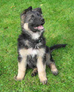 Raif and Lugar's daughter and Jean's baby girl. Thank you Jean. (Raif is Nite's and Shadow's daughter)