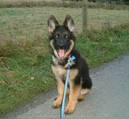 Slate puppy. Breeze and Lugar's little boy, owned and loved by Julie and Pete.