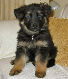 Baby Shadow. Summer and Lugars little boy. Thank you Karen and Tony for loving him the way that you do x
