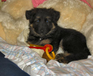 Karen and Tony's baby Shadow. Summer and Lugars son.