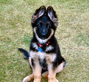 Slate puppy. Breeze and Lugar's little boy, owned and loved by Julie and Pete.