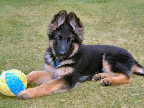 Slate puppy. Breeze and Lugar's little boy, owned and loved by Julie and Pete.