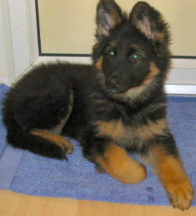Baby Shadow again. Thank you for the photo's guys.