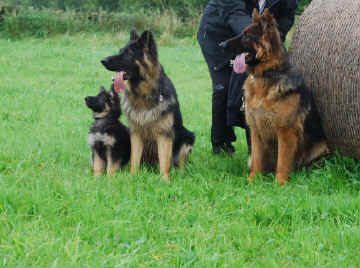Three Albesa babies together. Saxon and baby Mason are Summer's and Lugar's sons. Ben is Breeze and Lugars son.