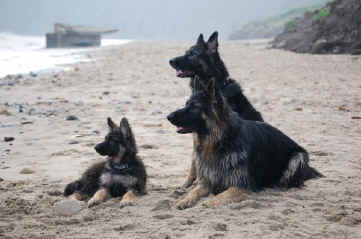 Saxon and his brother baby Mason. Summer and Lugars son's, taken with Jayne and Edwards little girl Molly.