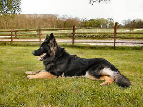 Nite and Breeze's nephew. Deasal and Shadow's Grandson