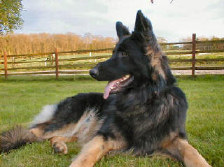 My beautiful boy....Spirit. Shadow and Deasal's Grandson, and Nite and Breeze's nephew