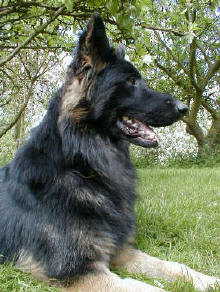Shadow and Deasal's Grandson