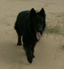 Dash, Shadow and Deasal's son. Owned and loved by Caroline.
