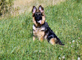 A young Pipa (7 Months). Christopher and Mary's little water baby!