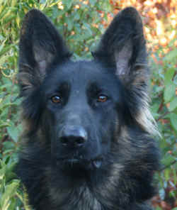 Luna (short for lunatic!!). Owned by my best forever friend Roz.x