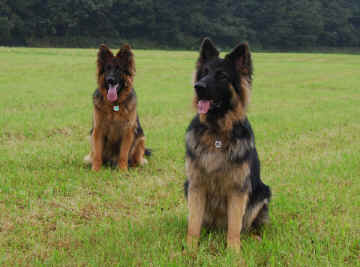 Half brothers, Saxon and Ben. Lugar is their daddy and their Mummy's are Breeze and Summer.
