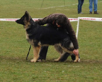 Jane and Edward's saxon (Summer and Lugar's son). Picture taken at the WALCSS show where he came 4th in longcoat male. Thanks jane and well done both of you.