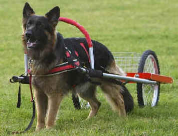 Cuba participating in carting. Cuba is John and Karen's little boy and Lugar and Breeze son