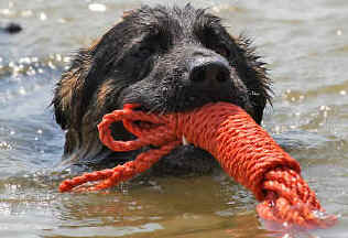 Breeze and Lugars son Cuba, participating in water rescue (He is hoping to take his A test in water rescue later in the year). Thank you John and Karen for these wonderful pictures.