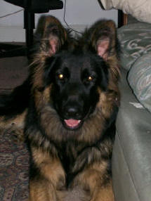 A young Theo at 12 months. (Deasal and Lugar's son) Thank you Maria. 