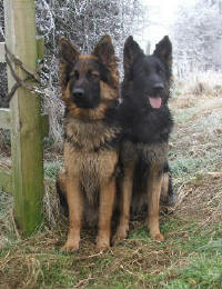 Vega and Luna (showing Roz how to do a sit stay!)