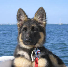 Lugar and Breeze's daughter Teela. Owned and loved by Sarah and Barry 