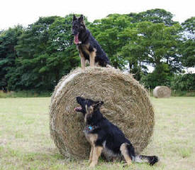 Jayne and Edwards Saxon. Summer and Lugar's son. 