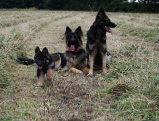 Brothers, Saxon and Mason with Jayne and Edwards little girl Molly.