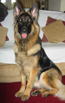 Breeze and Lugar's daughter Ecco. Owned and loved by Tony, Karen and family x.