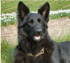 One of our puppies Summer (Albesa Black Myst). Shadow and Deasal's daughter and Breeze's sister. Her hip score is 5:6 (A total of 11) 