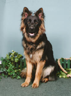 A young Theo at 12 months. (Deasal and Lugar's son) Thank you Maria for the wonderful photo. 