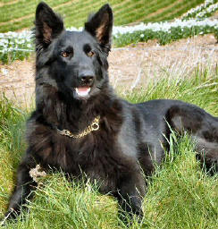 Our gorgeous girl Summer. She is Deasal and Shadows daughter and Breeze's sister.