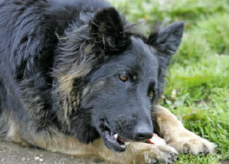 Deasal and Shadow's daughter Breeze.