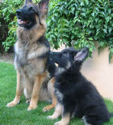 Half brother and sister duo Lincy and Ecco. (Tell and Seraph's son and Breeze and Lugar's daughter). Thank you Karen and Tony. x